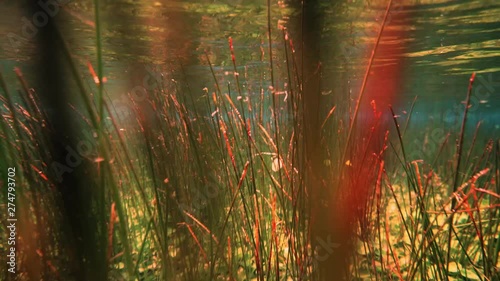 Underwater shot moving through the reeds in Ewan Ponds, South Australia. photo