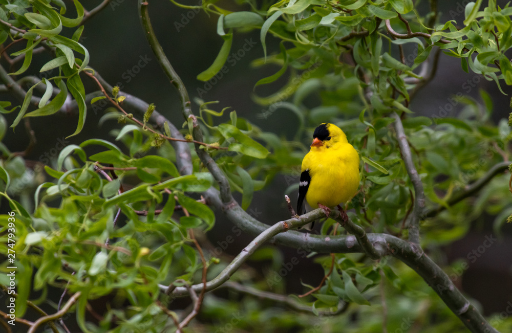 A Beautiful Male American Goldfinch Perched on a Branch on a Dreary Day A Beautiful Male American Goldfinch Perched on a Branch on a Dreary Day