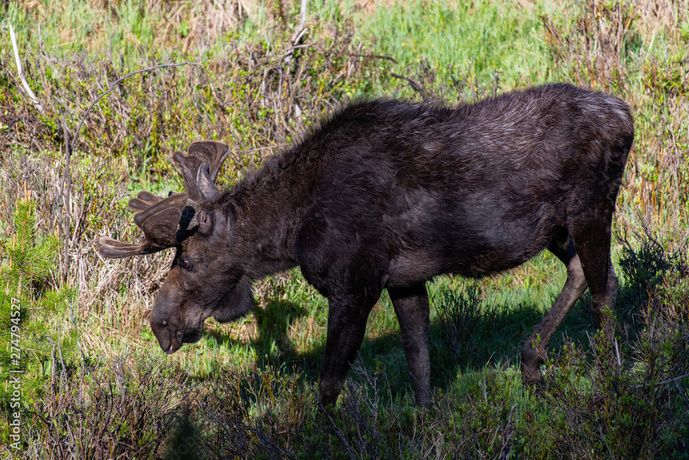 A Bull Moose in Colorado with Velvet Antlers in Spring A Bull Moose in Colorado with Velvet Antlers in Spring