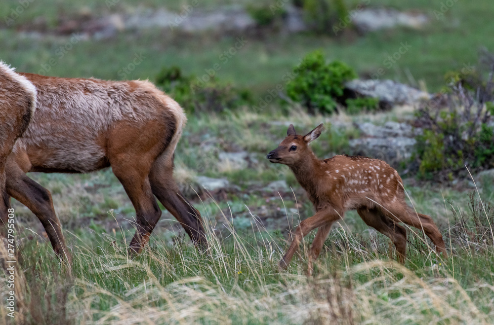 An Elk Calf and Mother in Rocky Mountain National Park An Elk Calf and Mother in Rocky Mountain National Park