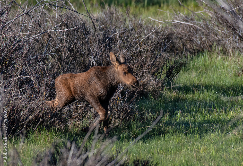 An Adorable Newborn Moose Calf Trotting through a Meadow at Rocky Mountain National Park