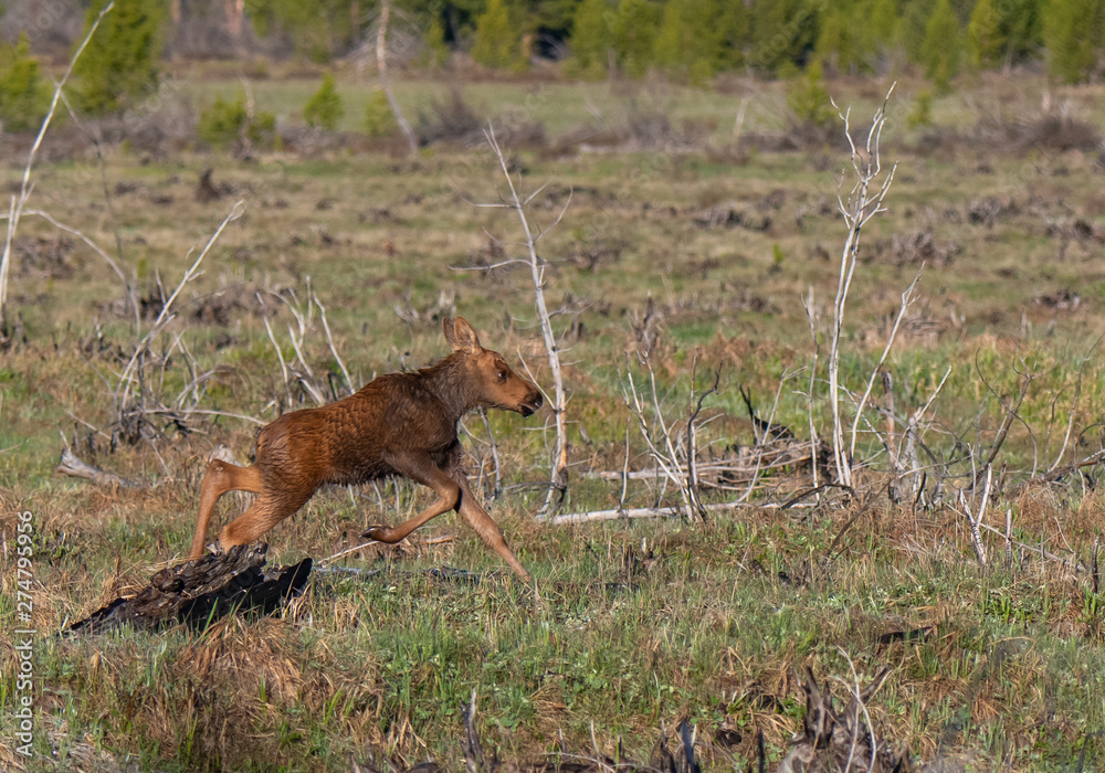 A Newborn Baby Moose Calf Running to Catch Up with Its Mother in a Mountain Meadow A Newborn Baby Moose Calf Running to Catch Up with Its Mother in a Mountain Meadow