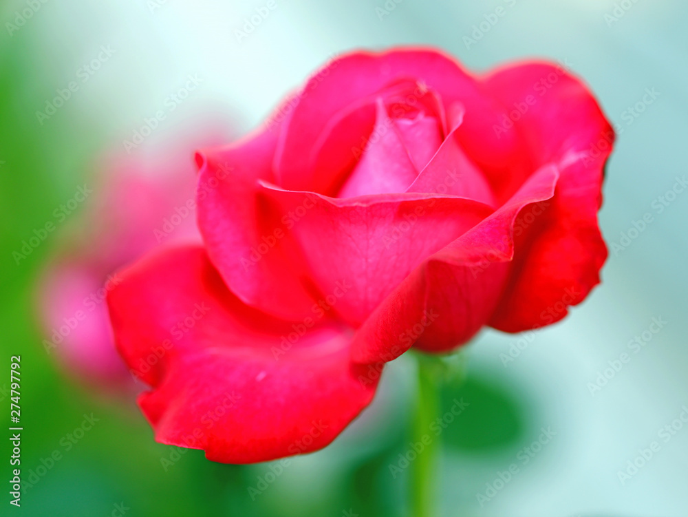 Beautiful flowers red roses photographed close up on a green background Beautiful flowers red roses photographed close up on a green background