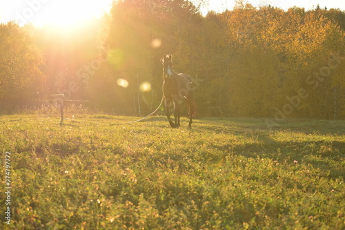 horse in the field at farm