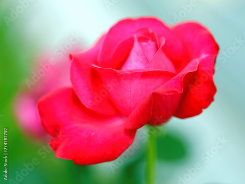 Beautiful flowers red roses photographed close up on a green background