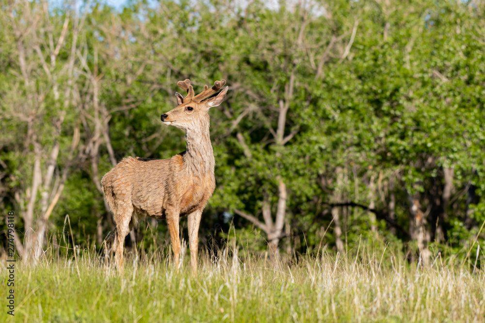 A Mule Deer Buck with Velvet Antlers and Spring Coat A Mule Deer Buck with Velvet Antlers and Spring Coat