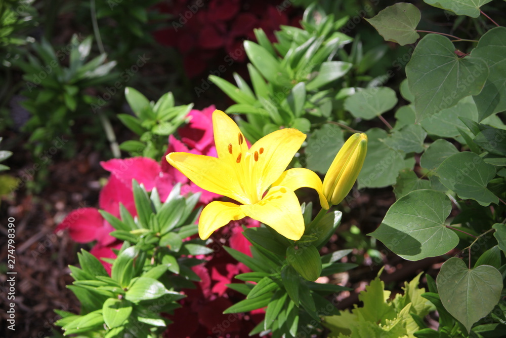 Fototapeta premium flowers in the garden