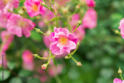 Pink Flowers with blurred background and room for logo