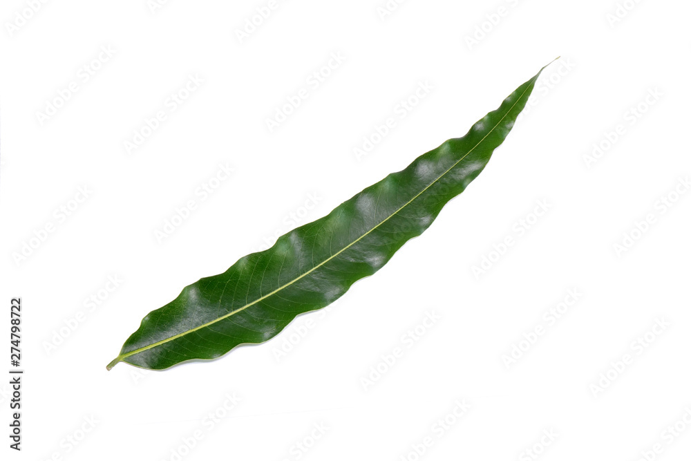 Green leaf isolated on white background. The wavy edges leaf of False Ashoka (Polyalthia longifolia), Common names include the Buddha tree, Indian mast tree, and Indian fir tree. Green leaf isolated on white background. The wavy edges leaf of False Ashoka (Polyalthia longifolia), Common names include the Buddha tree, Indian mast tree, and Indian fir tree.