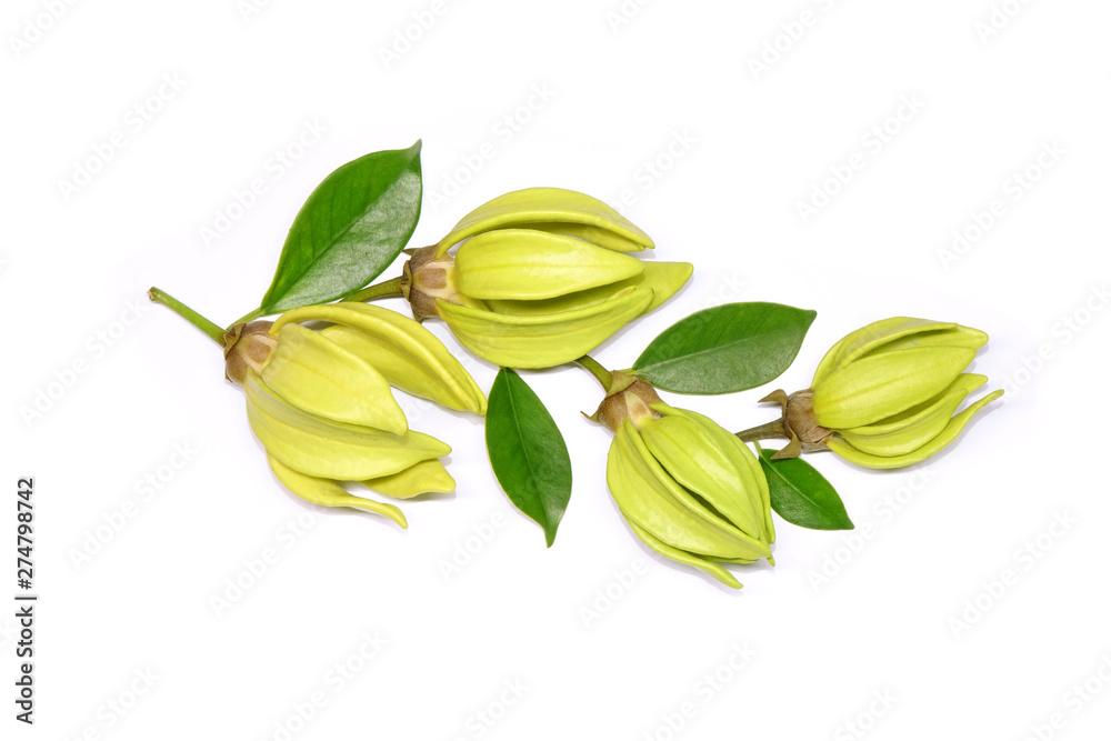 Zdjęcie Stock YlangYlang flower with leaves isolated on white