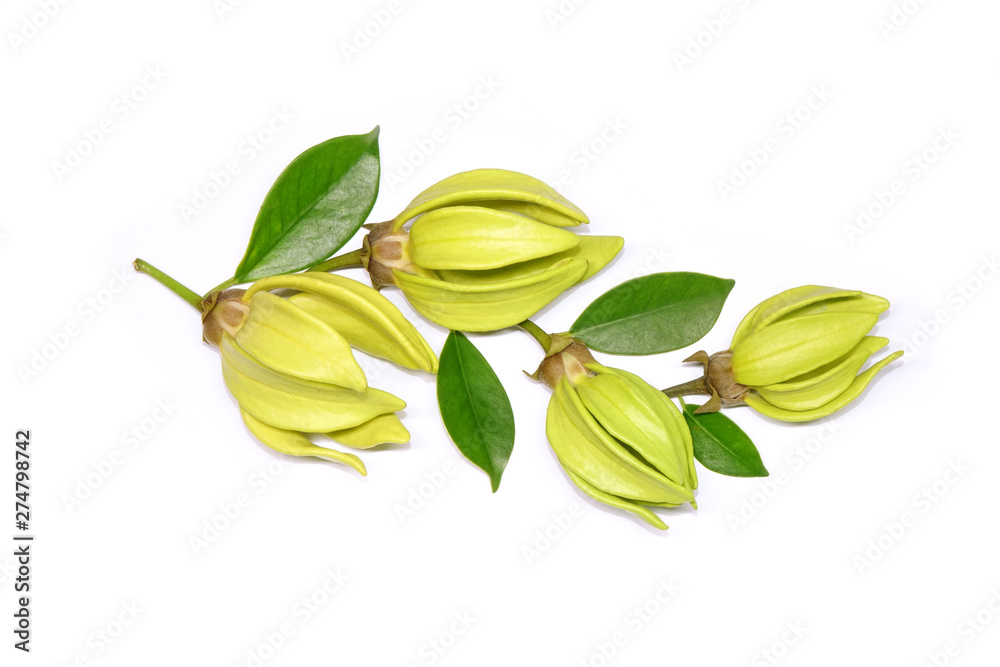 Ylang-Ylang flower with leaves isolated on white background. Ylang Ylang or Ilang ilang(Cananga odorata) valued for perfume extracted from its flowers,  which is an essential oil used in aromatherapy.