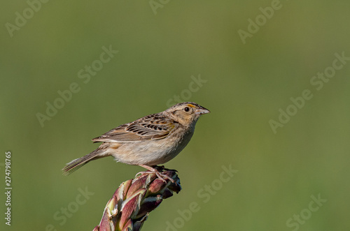 A Vesper Sparrow Perched on a Mullein 