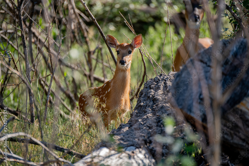 White-tailed Deer Fawn in Colorado Closeup