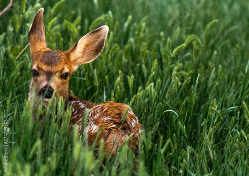 An Adorable Mule Deer Fawn in a Sea of Grass
