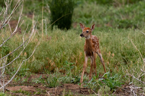 A Wobbly White-tailed Deer Fawn Discovering its Legs