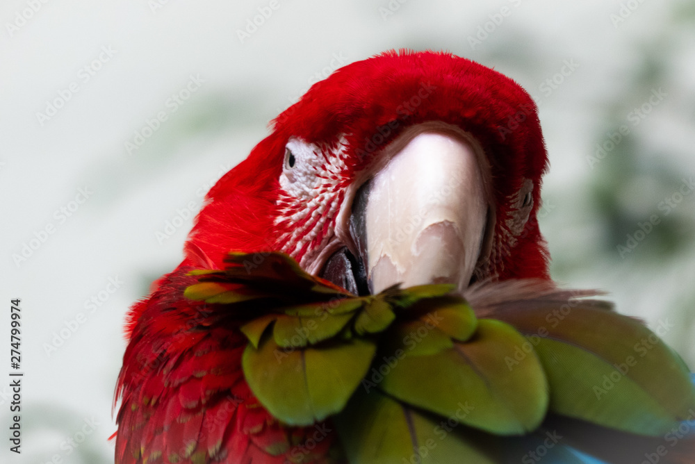 Colorful Macaw with Beautiful Feathers
