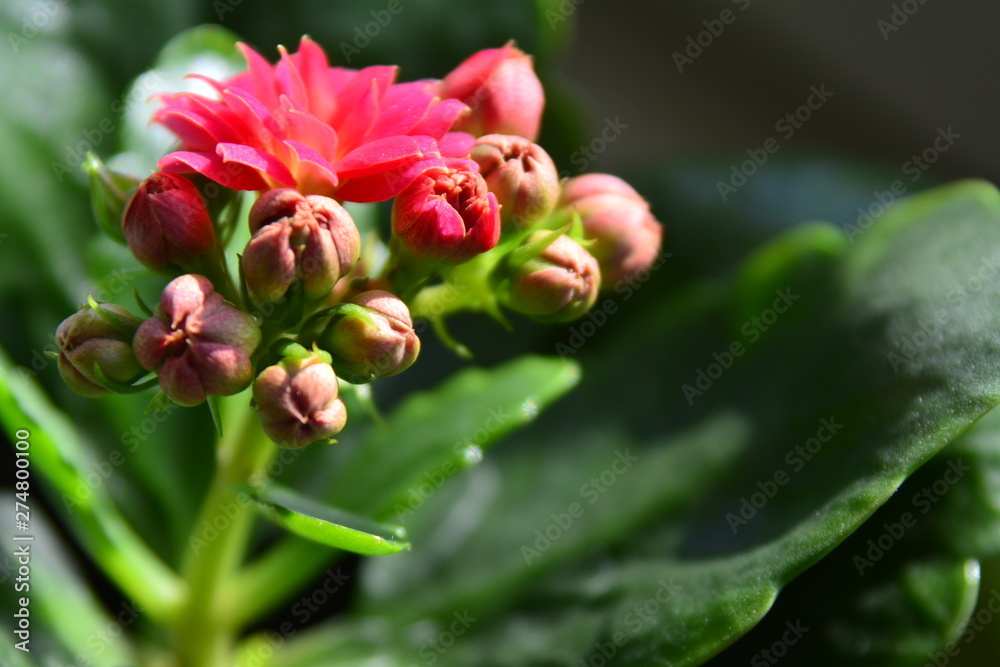small pink flower with large green leaves in a pot on the window small pink flower with large green leaves in a pot on the window