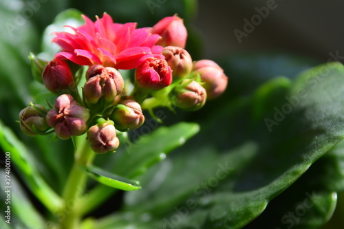 small pink flower with large green leaves in a pot on the window