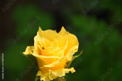yellow rose