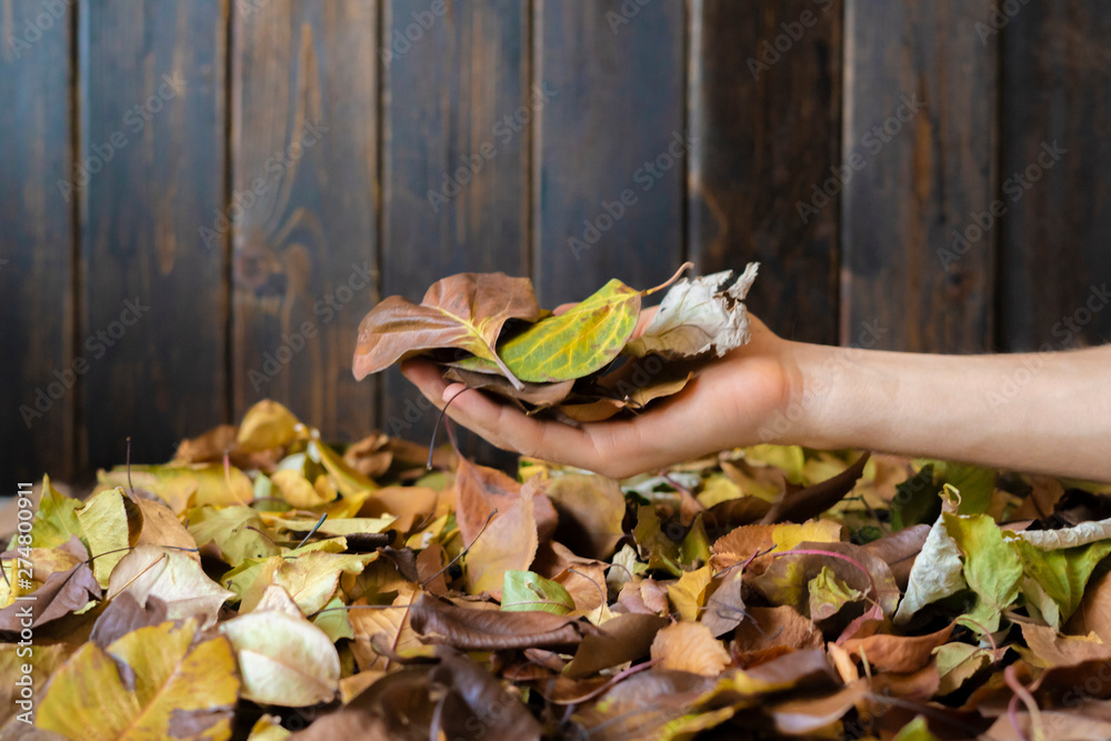 Naklejka premium fallen autumn golden leaves into the person hands