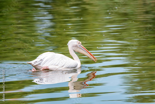 Great white pelican or Pelecanus onocrotalus in water