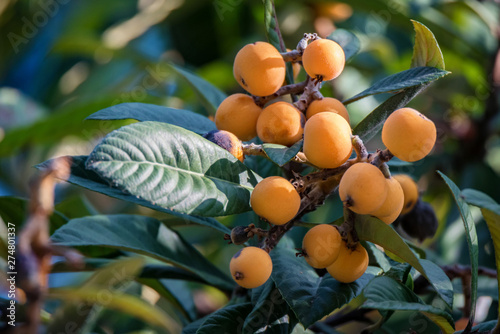 Close up bright Loquat fruits or Eriobotrya japonica on tree. photo