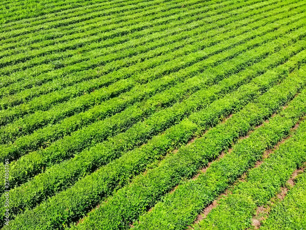 Top view of green tea plantation taken by DJI camera