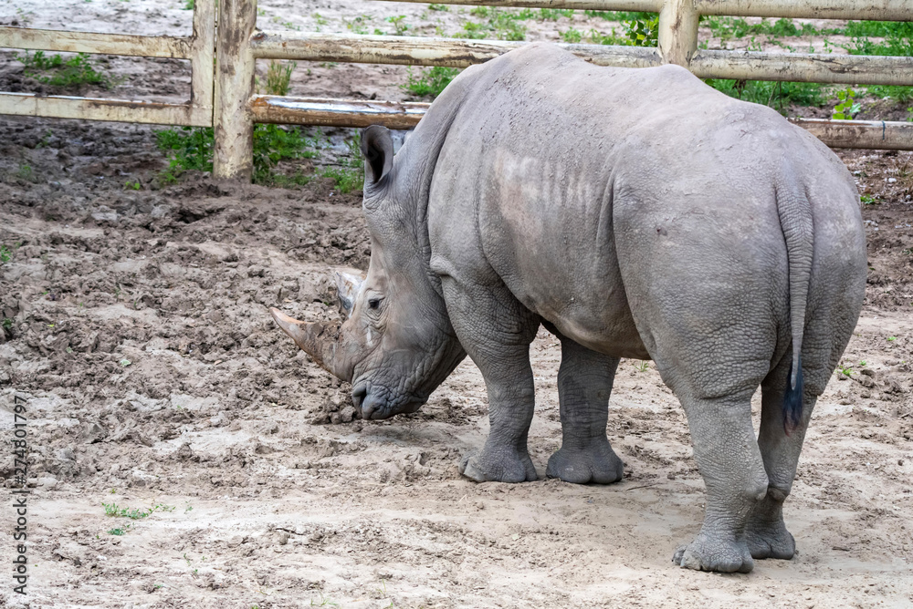 Obraz premium White rhinoceros or Ceratotherium simum grazing in captivity