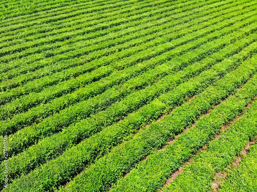 Top view of green tea plantation taken by DJI camera