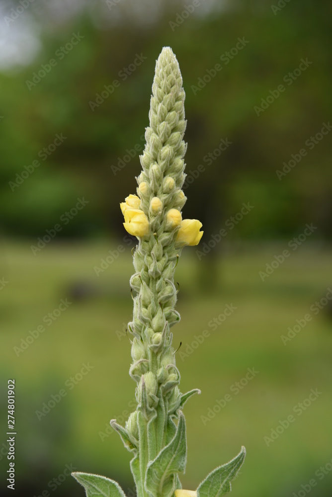Common mullein is an medicinal herb that is effective for diseases such as skin and respiratory. Common mullein is an medicinal herb that is effective for diseases such as skin and respiratory.