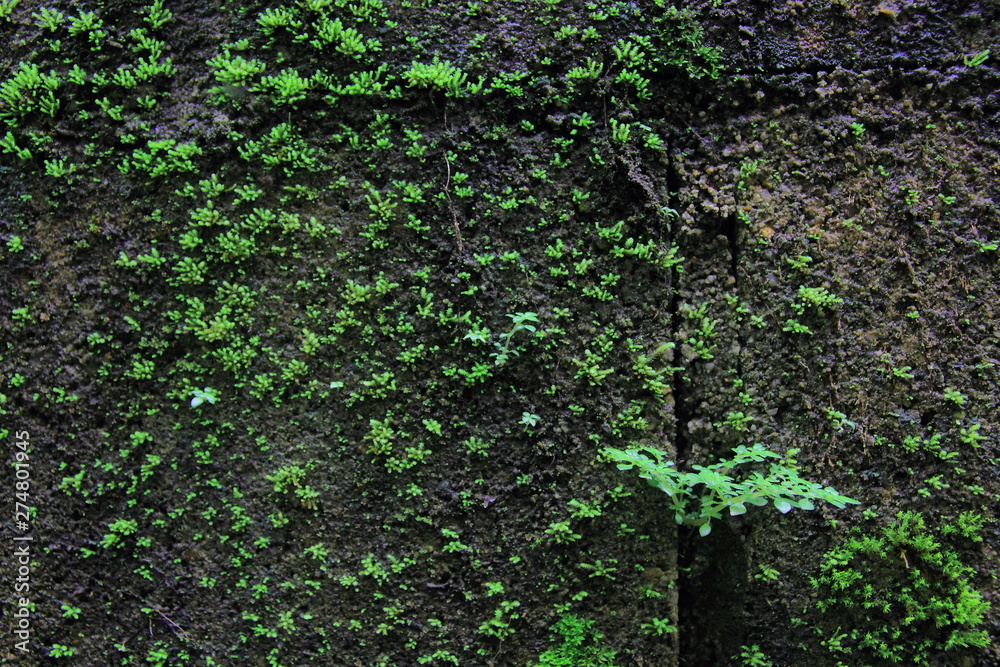 Green moss on the wall concrete for background.Green moss texture. 