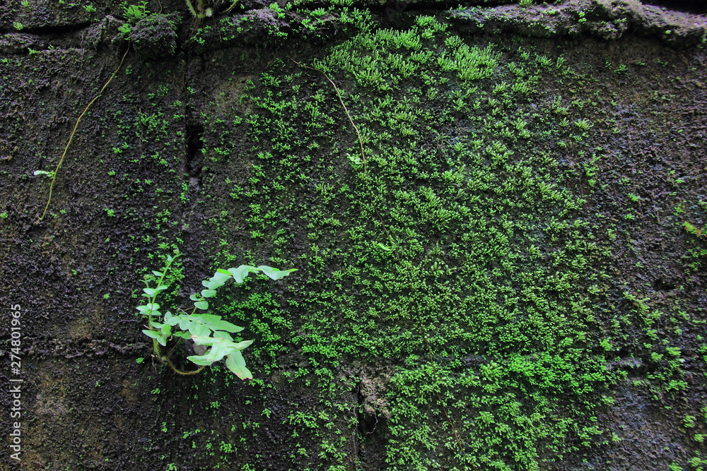 Green moss on the wall concrete for background.Green moss texture. Green moss on the wall concrete for background.Green moss texture.
