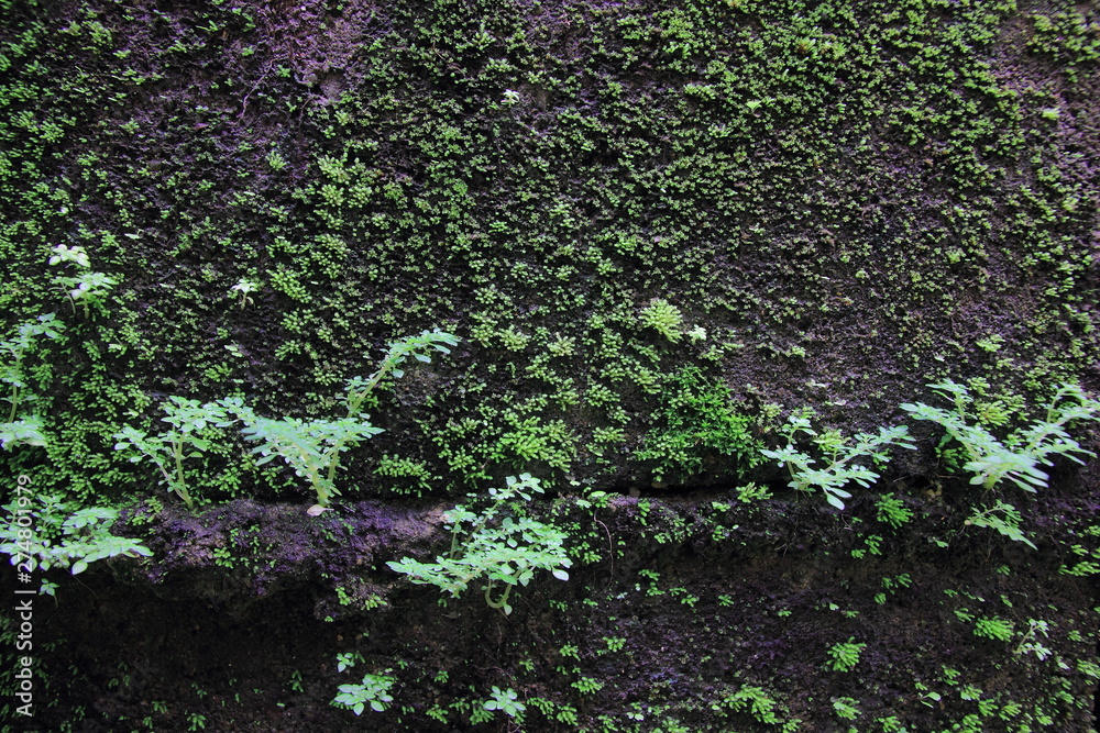 Obraz premium Green moss on the wall concrete for background.Green moss texture. 