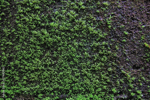  Green moss on the wall concrete for background.Green moss texture.