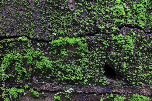 Green moss on the wall concrete for background.Green moss texture. 