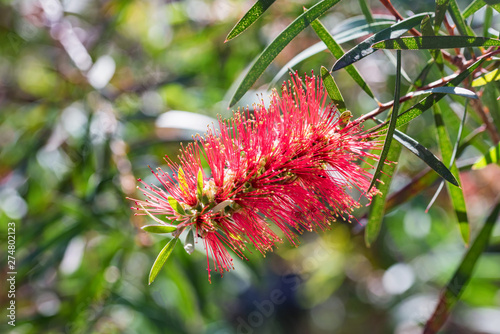 Quadro em tela Close up red bottlebrush or callistemon flower in garden