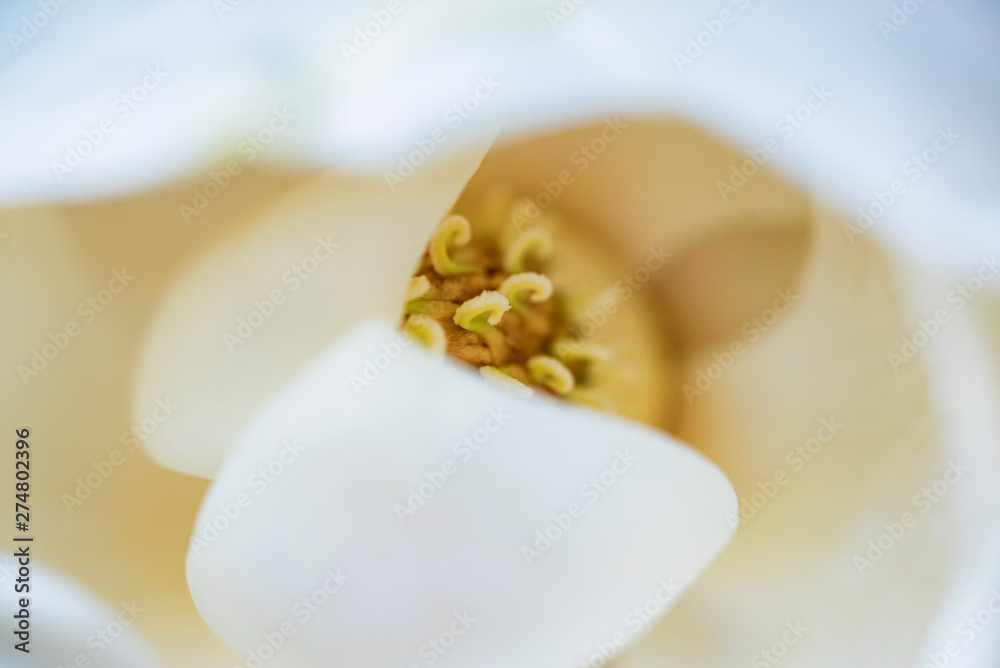 Close up middle of beautiful white magnolia flower