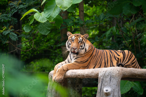 Fototapeta Naklejka Na Ścianę i Meble -  bengal tiger lying  down