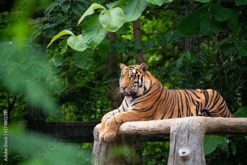 Obraz na plátně bengal tiger lying  down