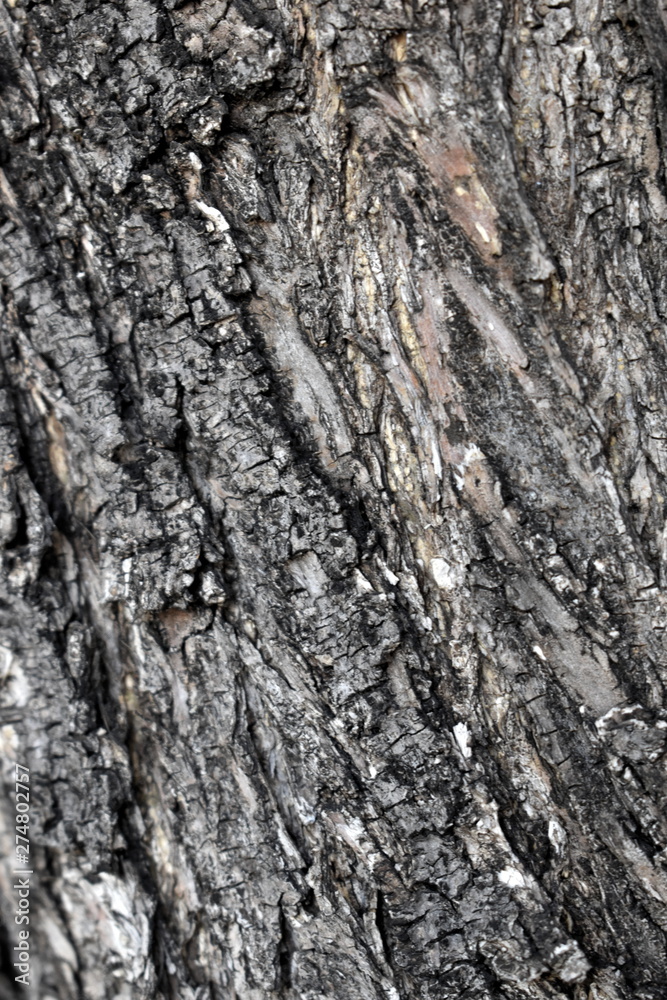 Texture tree wood background nature Texture tree wood background nature