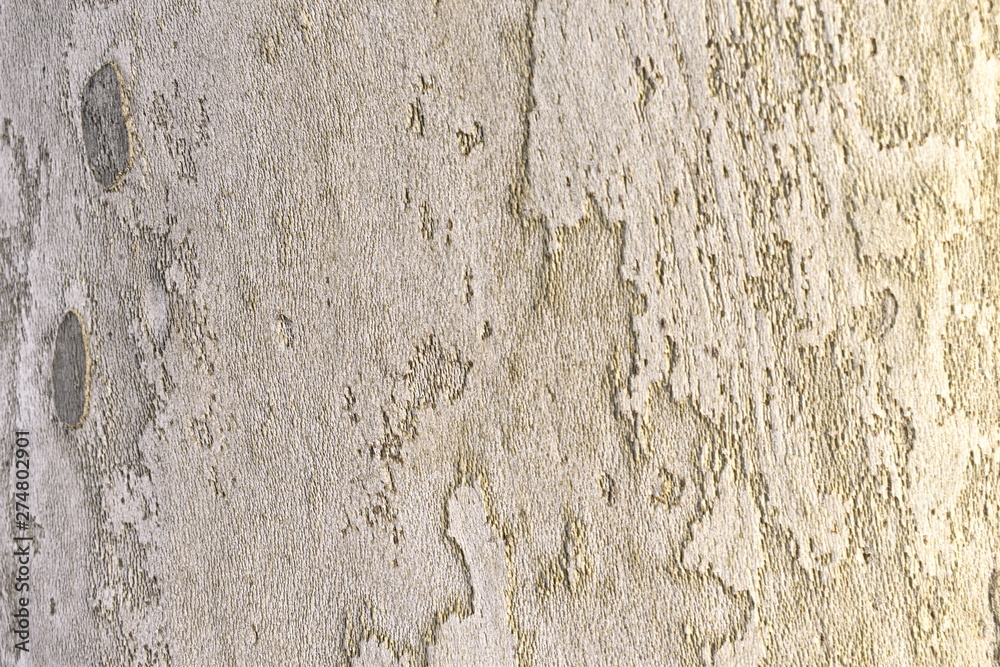 Fototapeta premium Texture tree wood background nature