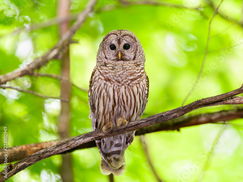 Barred Owl Perched in Tree in Spring, Portrait