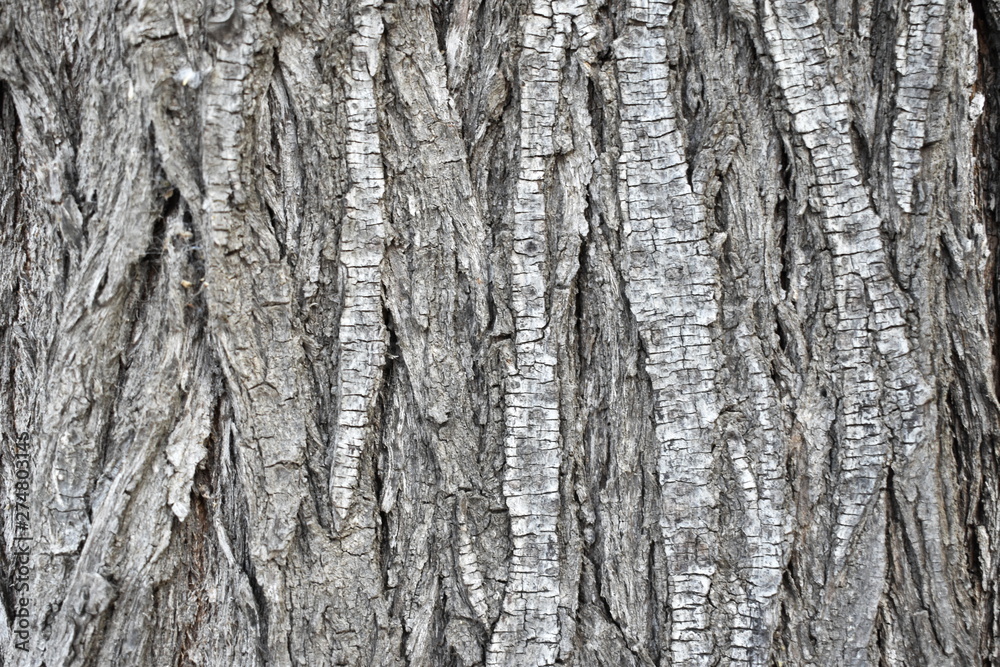 Texture of old tree wood background 