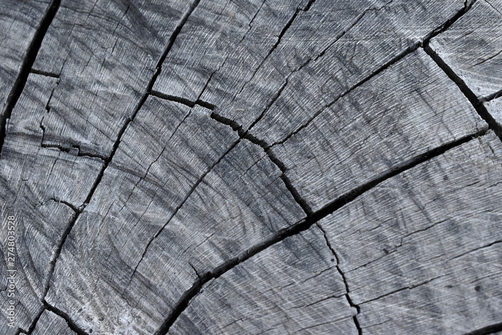 Fototapeta premium Texture of old tree wood background waves and cracks