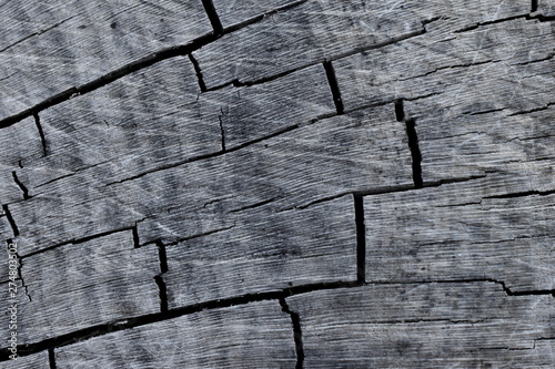 Texture of old tree wood background 
