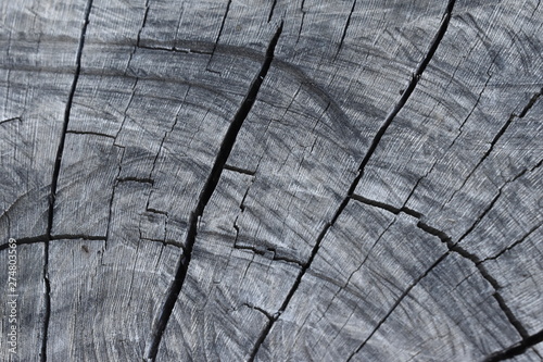 Texture of old tree wood background waves and cracks