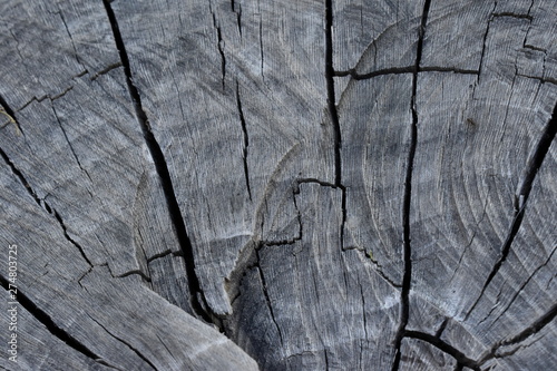 Texture of old tree wood background waves and cracks