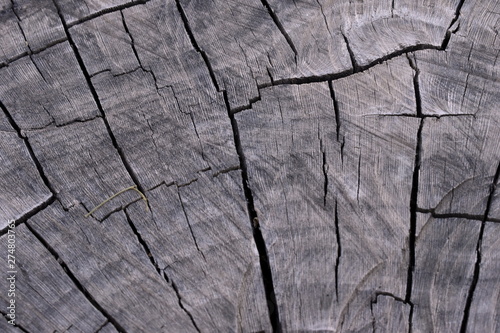Texture of old tree wood background waves and cracks