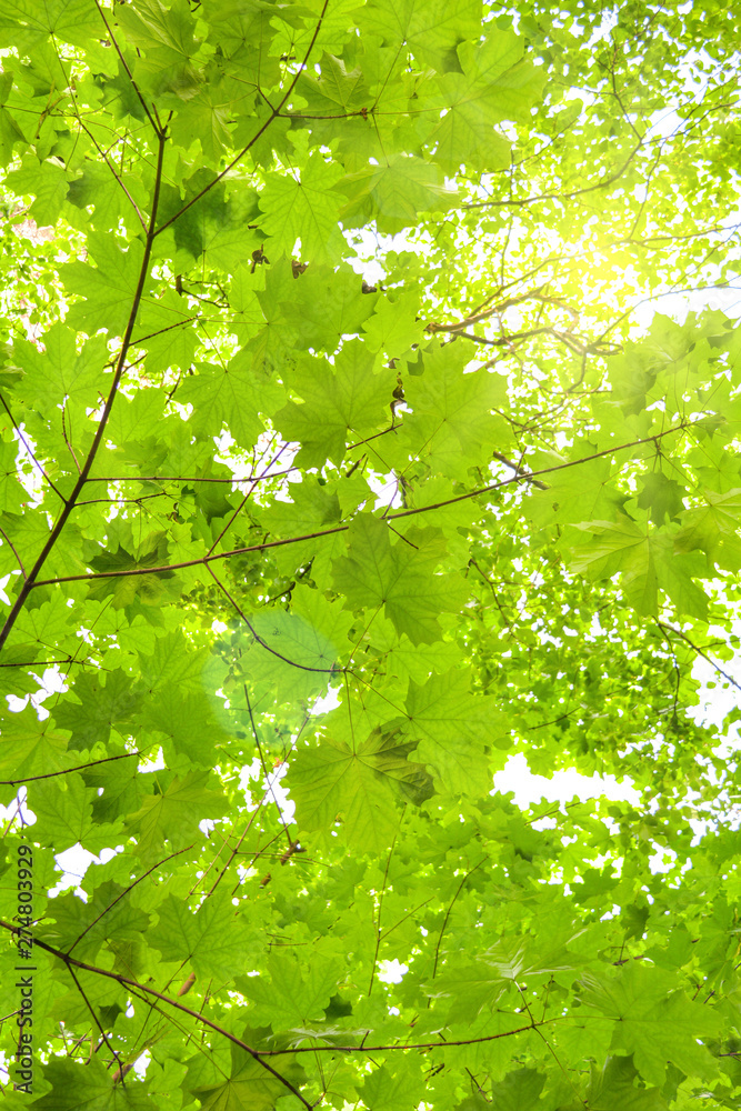 Maple tree branches with fresh green leaves on blue sky with clouds Maple tree branches with fresh green leaves on blue sky with clouds