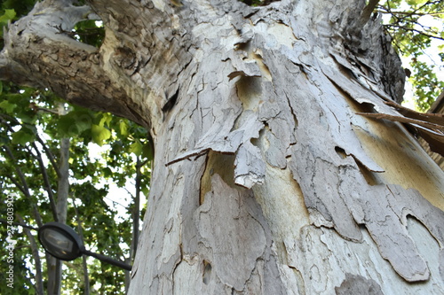Texture of old tree wood background